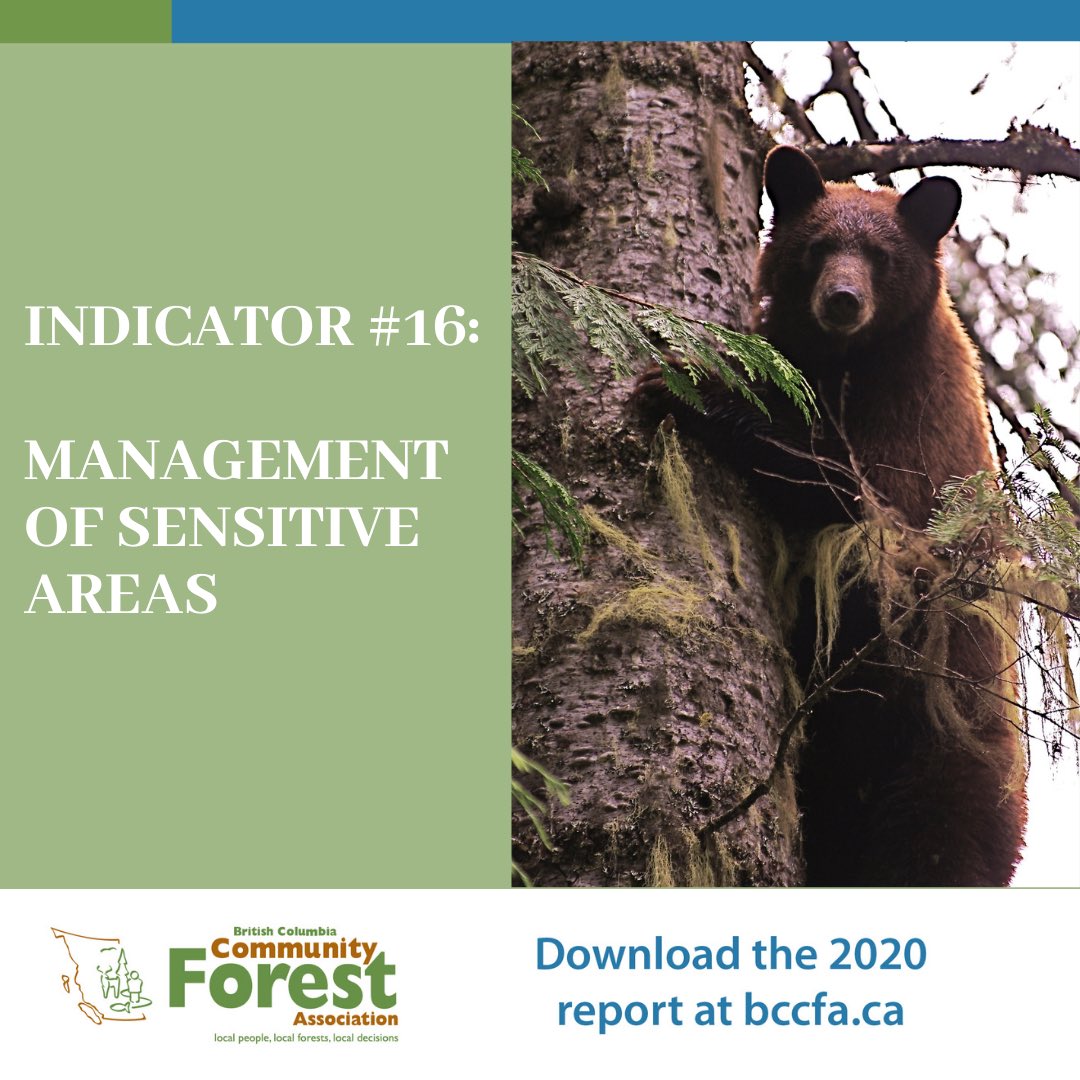BC_CFA's tweet photo. Results from our 2020 Community Forest Indicators Report: 46% of the total combined tenure area of respondents is deemed as sensitive, including critical wildlife habitat and riparian areas 🌲 #communityforest #bcforest #grizzly #habitat #Forestry #ruralbc https://t.co/Oq5onICoQs