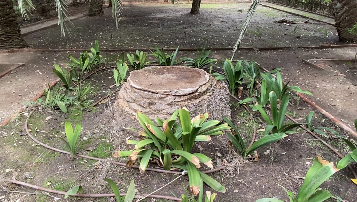 MalagaConTodas's tweet photo. La falta de mantenimiento e inversión por parte del Ayuntamiento de #Málaga ha provocado la pérdida de especies y la degradación del Jardín Histórico #LaCónsula.

Exigimos al equipo de gobierno de PP y Cs que recupere cuanto antes esta joya medioambiental y la abra al público. https://t.co/zY9DmEIXhb