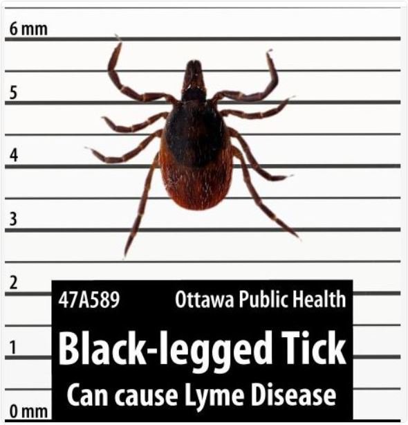 OttawaHealth's tweet photo. Tick populations in Ontario will be active longer because of shorter winters due to climate change. Ticks can carry Lyme disease. Join the #MakeItBetter conversation.  

Make it Better: https://t.co/ZtylpuNRm5 
Lyme Disease info: https://t.co/uimC48seSs https://t.co/cJJzwAjwpR