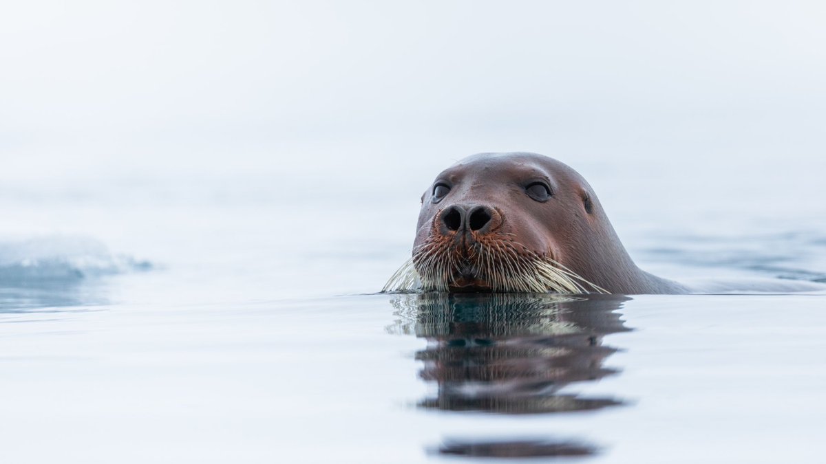 SecretAtlas's tweet photo. #Svalbard is a great place to spot and photograph #wildlife such as #seals and #polar bears; and an #expedition #microcruise is an ideal way to experience this.

Find out more about wildlife in the #Arctic archipelago, here: https://t.co/xoE4MvS378 #ExploreSvalvard #VisitNorway https://t.co/52oIUxiMkn