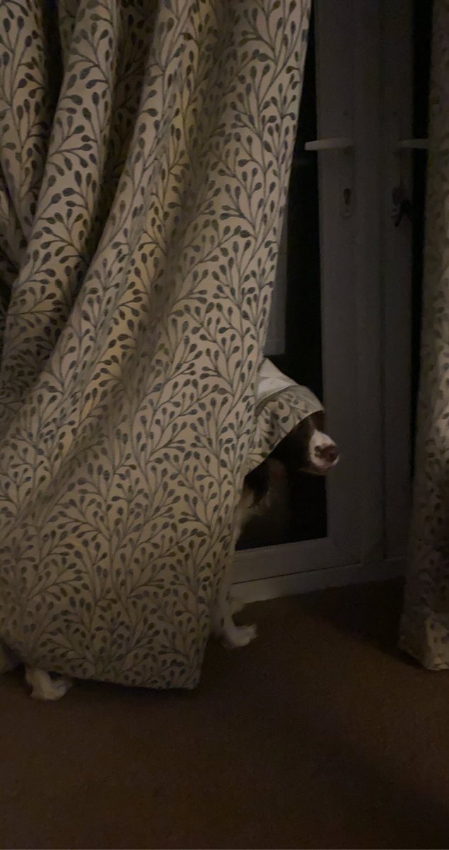 Hey guys, my sister apologies for not helping me with my Twitter x She’s been super busy with her training for the raf!! Here’s a picture of me from earlier being silly with the curtains🤪