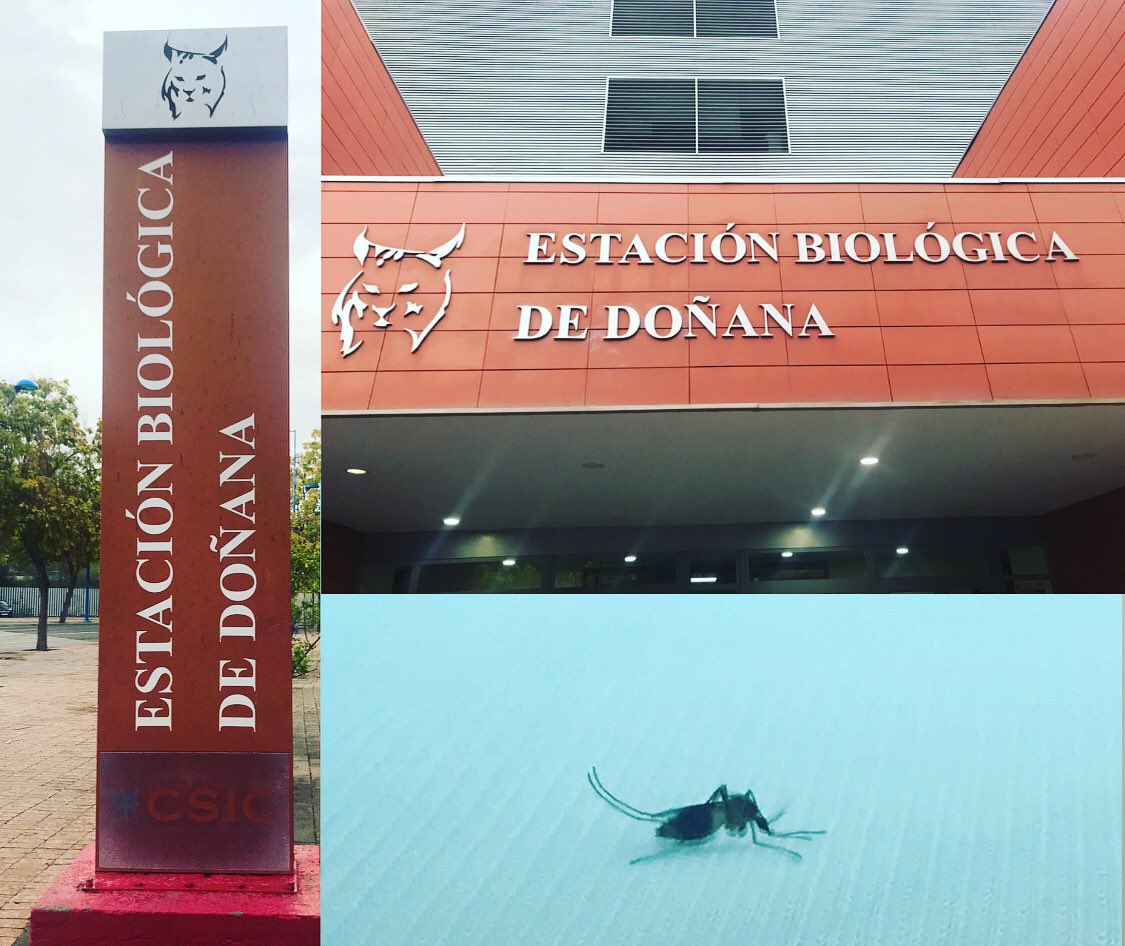 rubueno10's tweet photo. 🧬 #VisitasMolonas
#EstaciónBiológicaDoñana #EBD #Biology #Science #Nature https://t.co/OJezp8xZHu