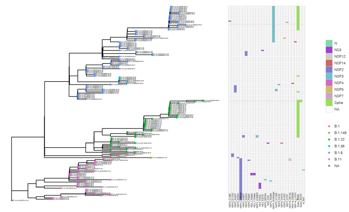 Across high coverage  #SARSCoV2 genomes isolated from mink  @GISAID we pick up unique mutations including one in the  #spike protein which has appeared at least five times in phylogenetically distant  #mink lineages.