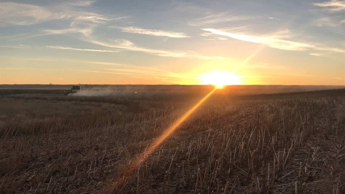 SS_WildDutchman's tweet photo. Fresh from our field to your table. It’s our favorite time of year again... seed harvest! https://t.co/YASg6GeG1F