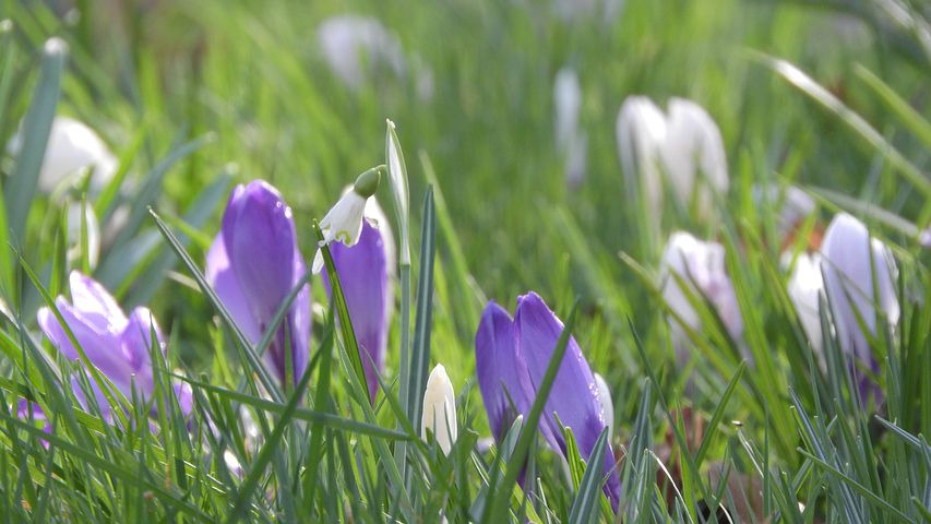 こころ 本日 １１月５日の誕生花は コルチカムでございます 花言葉は 華麗 でございます