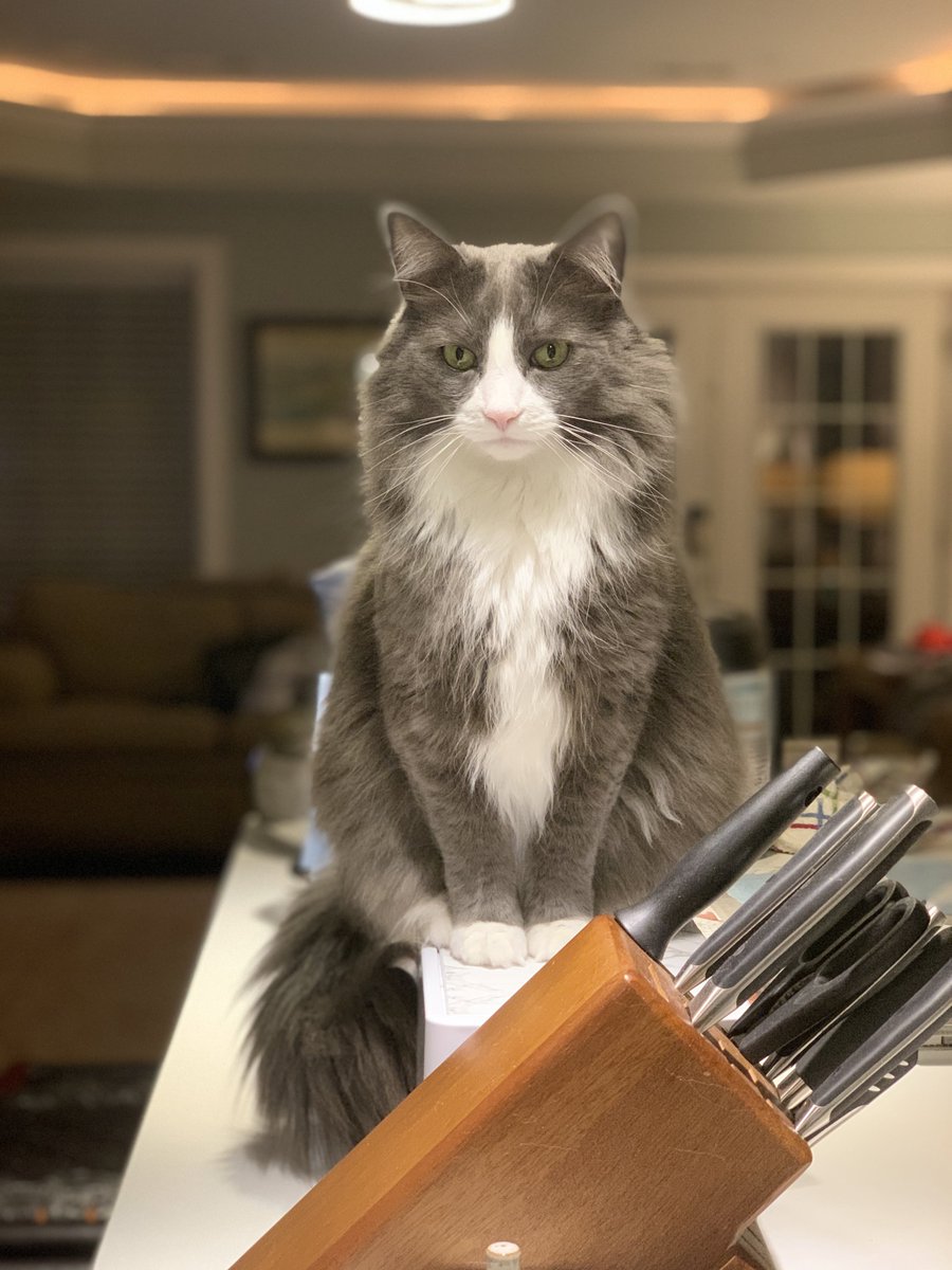 I wanted to post a cute pet picture in these troubled times but grey cat is feeling as dark as the rest of us