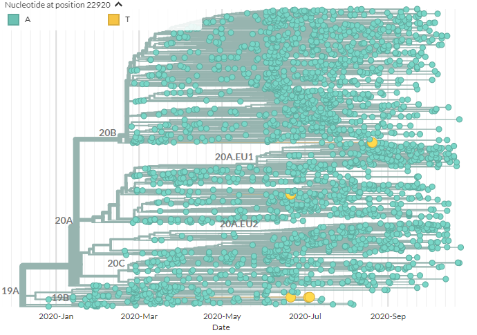 Now let's look at the A22920T mutation. This is Spike mutation Y453F.We can color by this mutation on the same European tree (yellow). One sequence is from Russia, from a human. The others (middle & bottom)? From the Netherlands, in mink. https://nextstrain.org/groups/neherlab/ncov/europe?c=gt-nuc_22920&gmax=22722&gmin=2082314/21