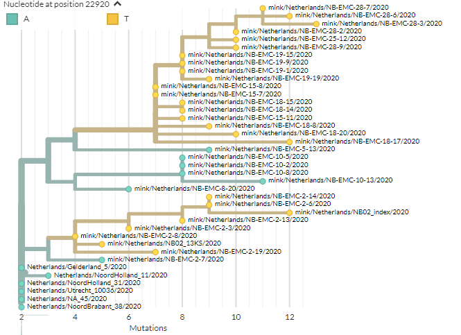 We can go to the Netherlands build to take a closer look. Again, 22920T is yellow. https://nextstrain.org/groups/neherlab/ncov/netherlands?c=gt-nuc_22920They're all from mink. Not all mink have it, but we only see it in mink. (Zoomed view of bottom cluster to right)15/21