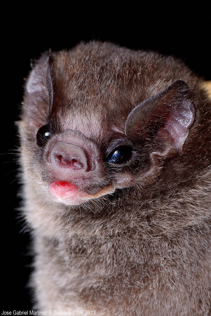 HAIRY LEGGED VAMPIRE BAT