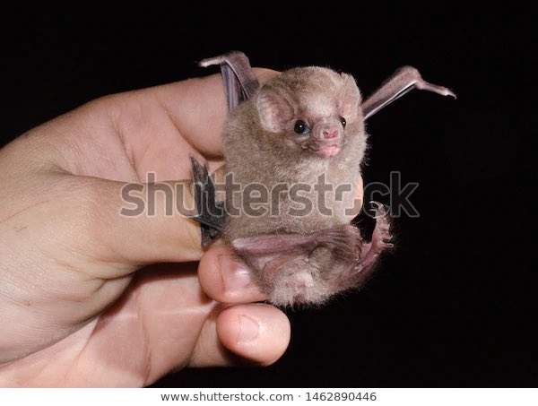 HAIRY LEGGED VAMPIRE BAT