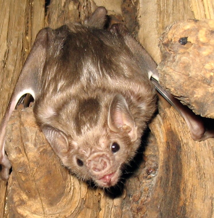 WHITE WINGED VAMPIRE BAT