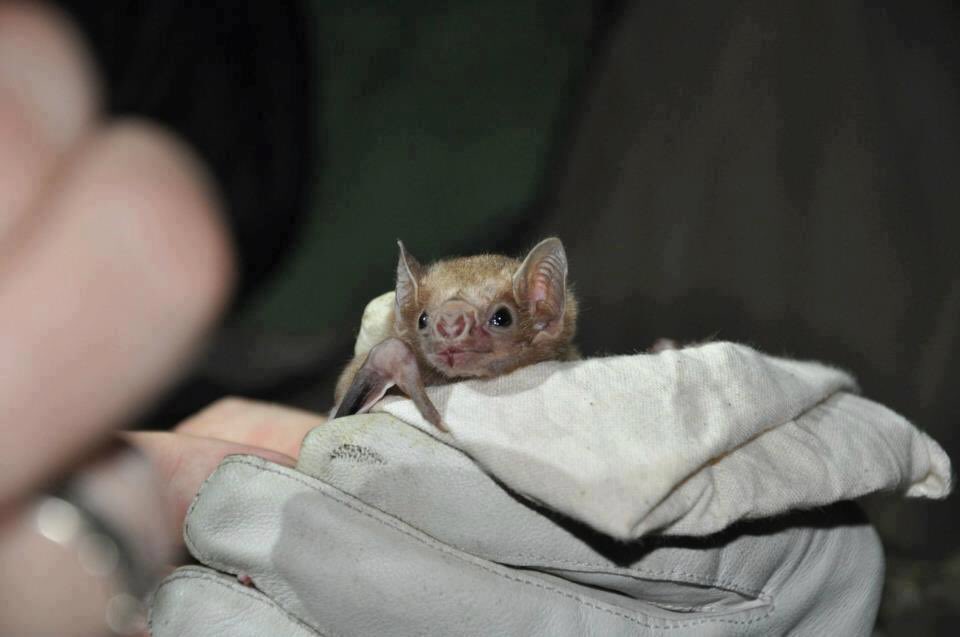 WHITE WINGED VAMPIRE BAT