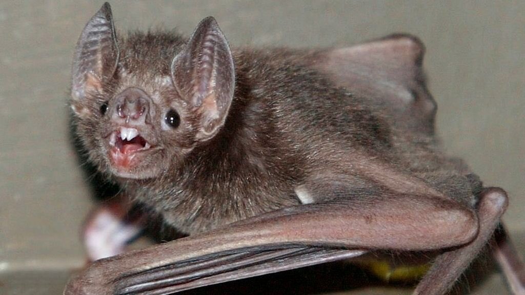 COMMON VAMPIRE BAT