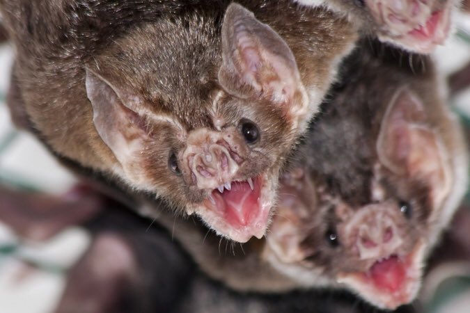 COMMON VAMPIRE BAT