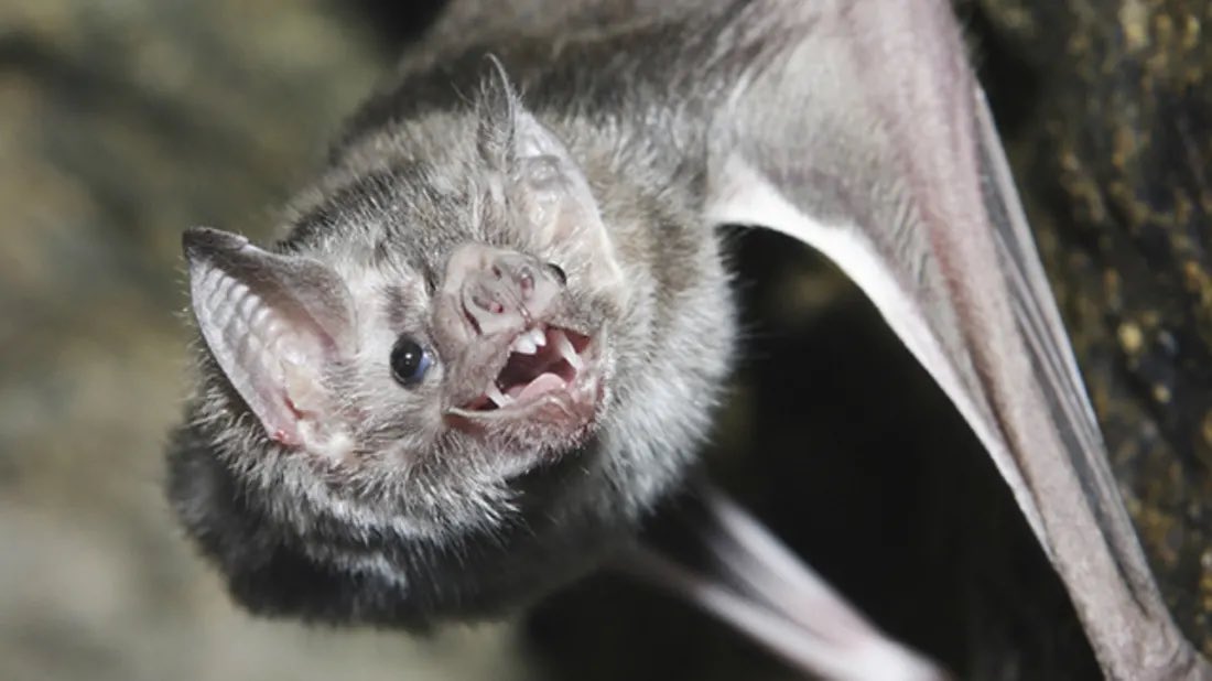 COMMON VAMPIRE BAT