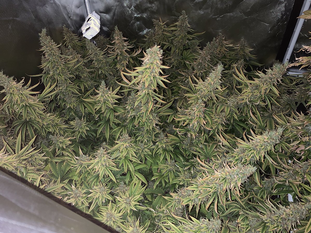 Perma_Trashed's tweet photo. Safe to say this one plant challenge has gotten a tad out of hand 😂
From nutrient burn, foxtailing, seeds, and a springtail infestation, I will be quite relieved once I can start fresh #ACMPR #GrowYourOwn #LotsLearned https://t.co/vVGUN8pKid