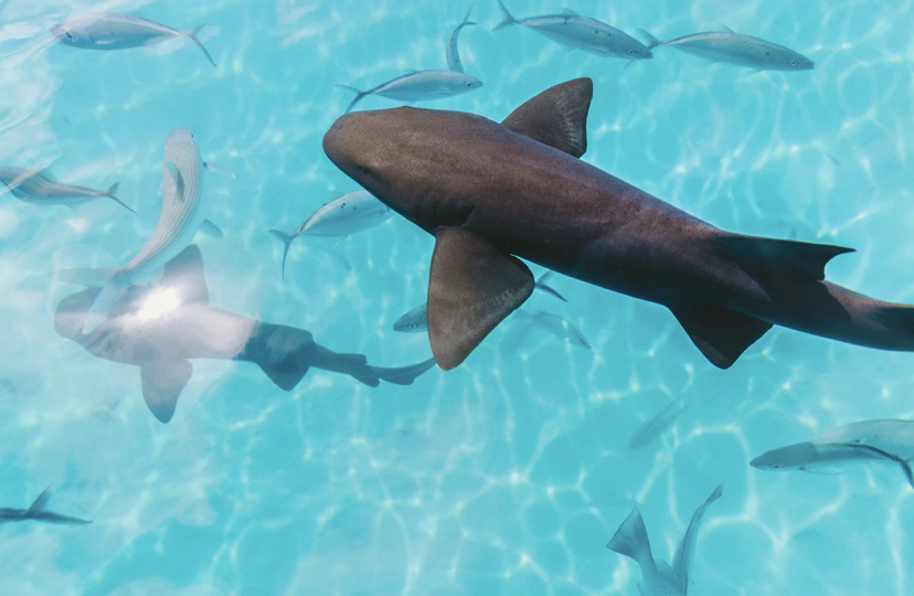 SeaLifeRescue's tweet photo. In a world full of fish be a shark 
-
-
#shark #sharkweek #sharkattack #sharkdiving #sharks #fish #fishing #fishnets #fishinglife #fishtank #diving #divinglife #divingtrip #divingphoto #divingphotography #snorkeling #snorkelingtrip #snorkeling🐠 https://t.co/hstuainDtq