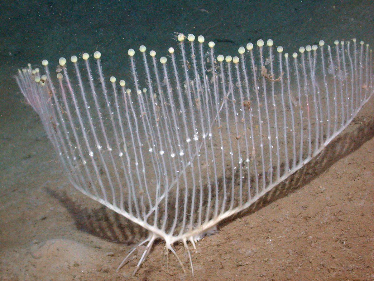 Also take a look at the harp sponge described by scientsist at  @MBARI_News Image is from MBARI  https://www.mbari.org/scientists-discover-extraordinary-new-carnivorous-sponge/