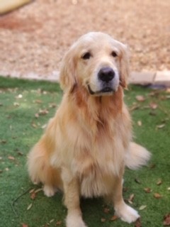 mmolleur's tweet photo. My name is Marley and #IhavewonPennsylvania because I'm a good boy https://t.co/7niEGTj1uD