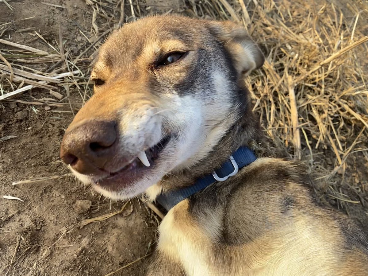 Jenga has been down this road before...