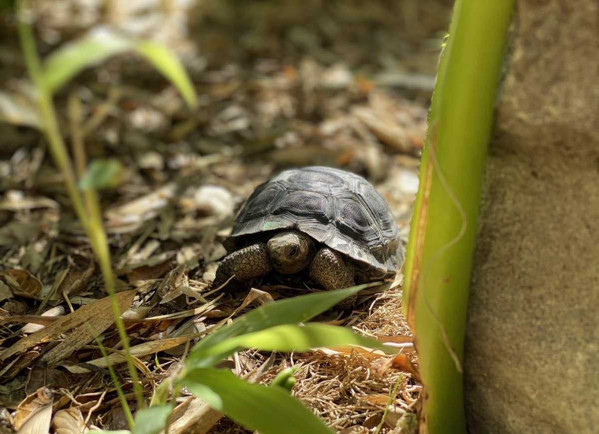 turtletweets's tweet photo. Our giants donโt start out so giant!! This is one of our baby Galaps enjoying the first portion of their very long life where they can hide, sneak around & fit into small places. In fact, Galapagos Tortoises keep on growing until theyโre 40-50 years old! https://t.co/oT2BGa8YuY