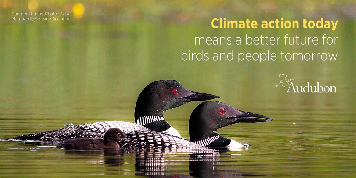 Today is the day that the U.S. formally leaves the Paris Agreement. Regardless of the outcome of the election, #BirdsTellUs that we must continue to work internationally and at the local level to prevent the worst impacts of climate change.