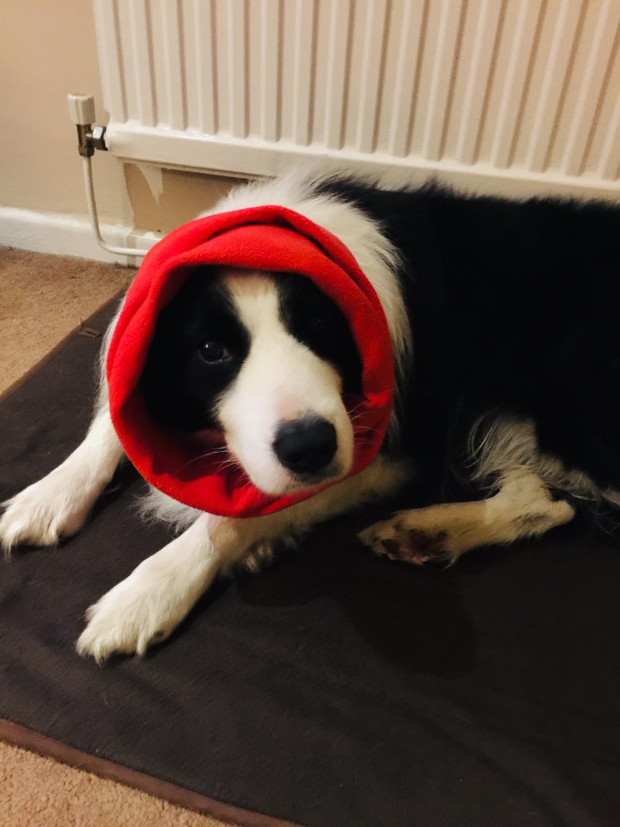 ArchieDog4's tweet photo. My current situation ๐โ๏ธ๐ฅ #dogsoftwitter #fireworkfrenzy #bordercollie #notahappybunny https://t.co/DPjbOH1CfA