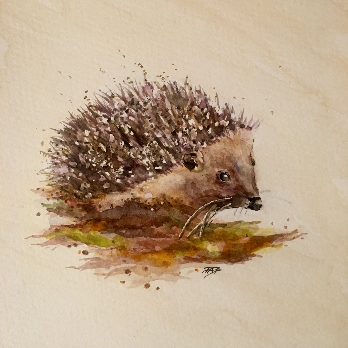 glorious0909's tweet photo. My little hedgehog watercolour painting 😀 love them, plenty in my messy garden ! 
#Art
#hedgehogs
#autumnwatch
#chrispackham https://t.co/2Ok9mnidDi