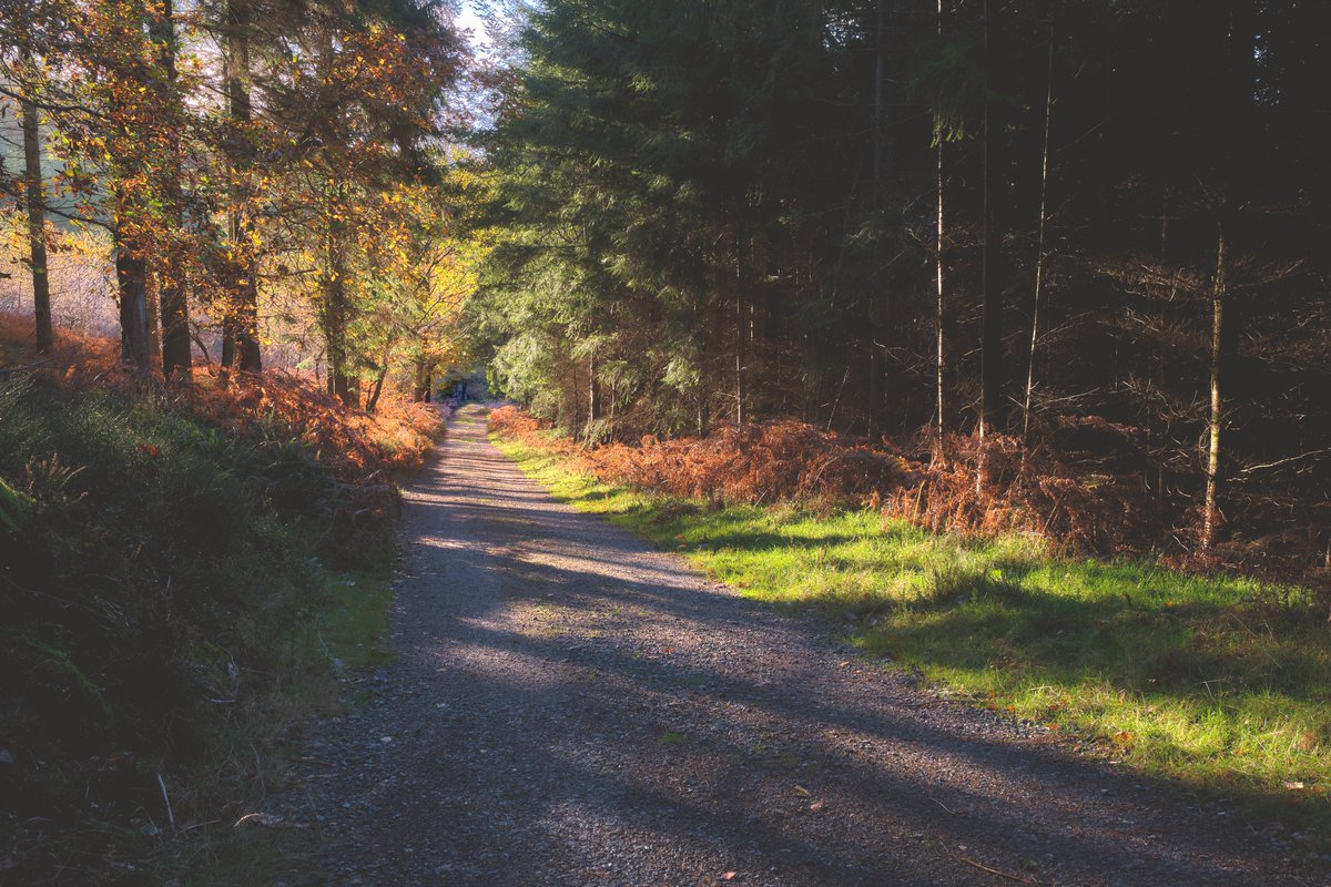 ExeSmokehouse's tweet photo. @dartmoorcollect @M_Z_Harrison I know I promised, but I really enjoyed editing this so here IS my last one #stubbornlightcomp  Fingle woods, today. https://t.co/jwvTj2ko0w