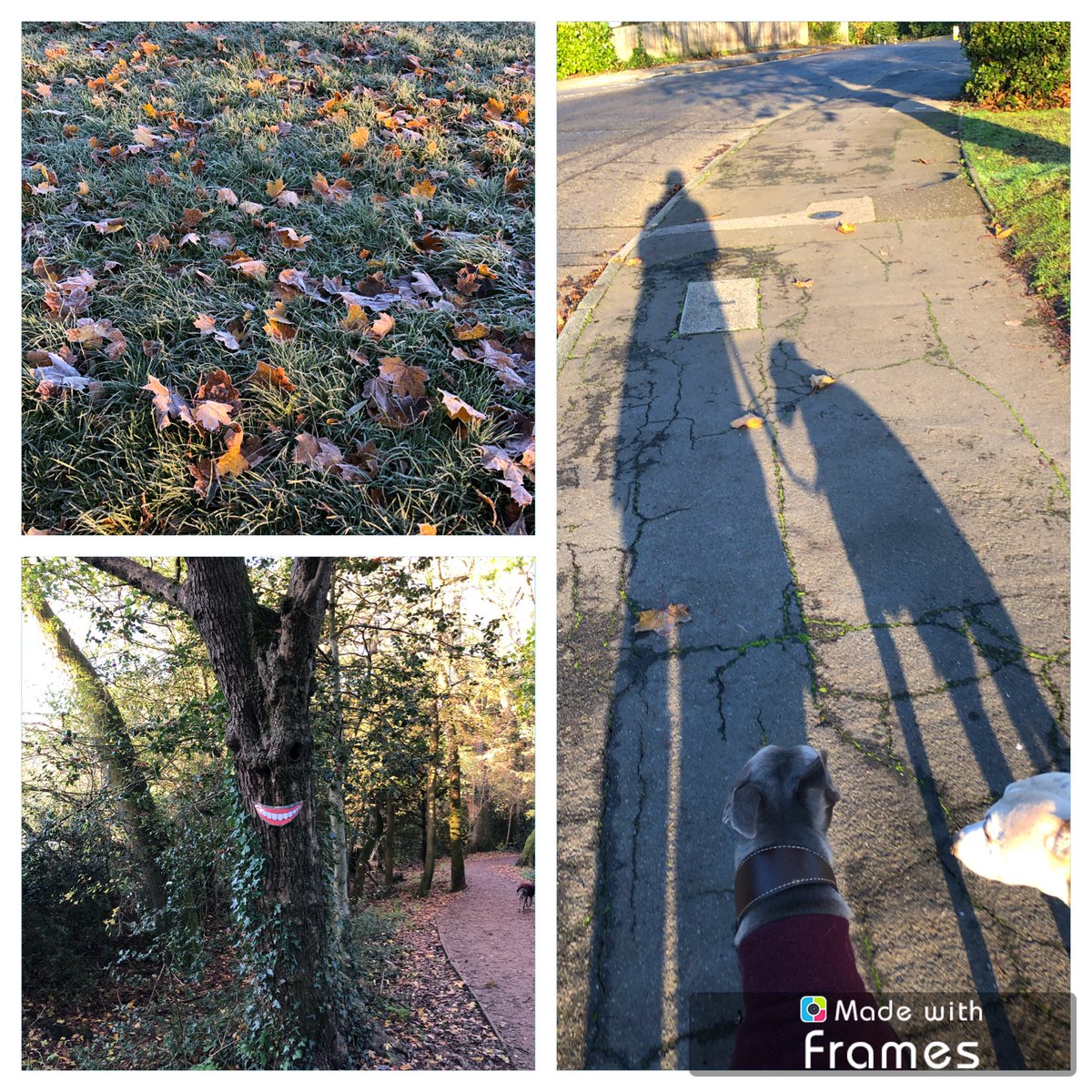 Donna Willis 💙 tweet media