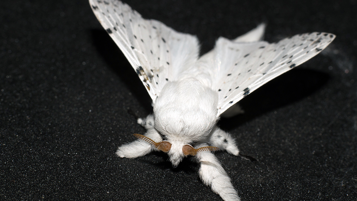 unboxals's tweet photo. Some people think moths are drab, but many have beautiful patterns (like the Luna moth!) ๐ฆor are adorable like this fluffy Silk Moth that looks more like a teddybear than an insect! Check out some other cool moths in the link in the comments! ๐#WackyWednesday
-
#unboxals #moths https://t.co/fMB7WqAdea