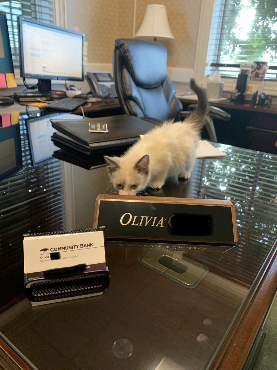 oliviaaraynee's tweet photo. @enews Hello from my new office kitty 🐱 https://t.co/Jp3JDty5K6