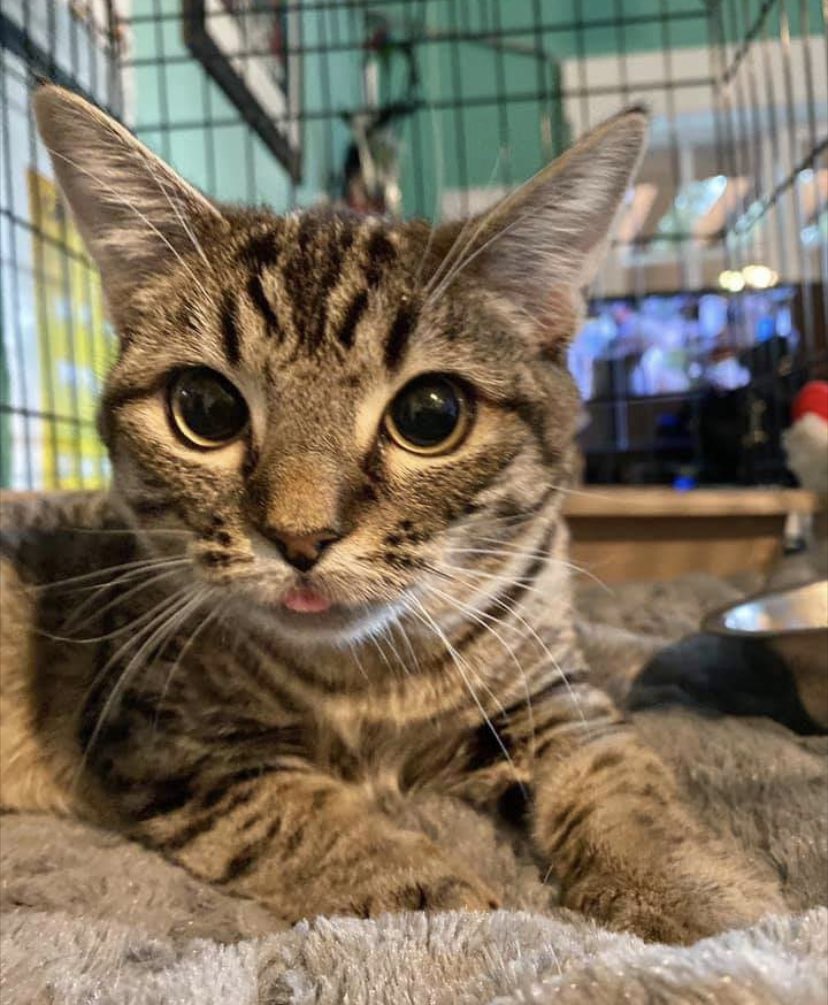 whisker city at ease