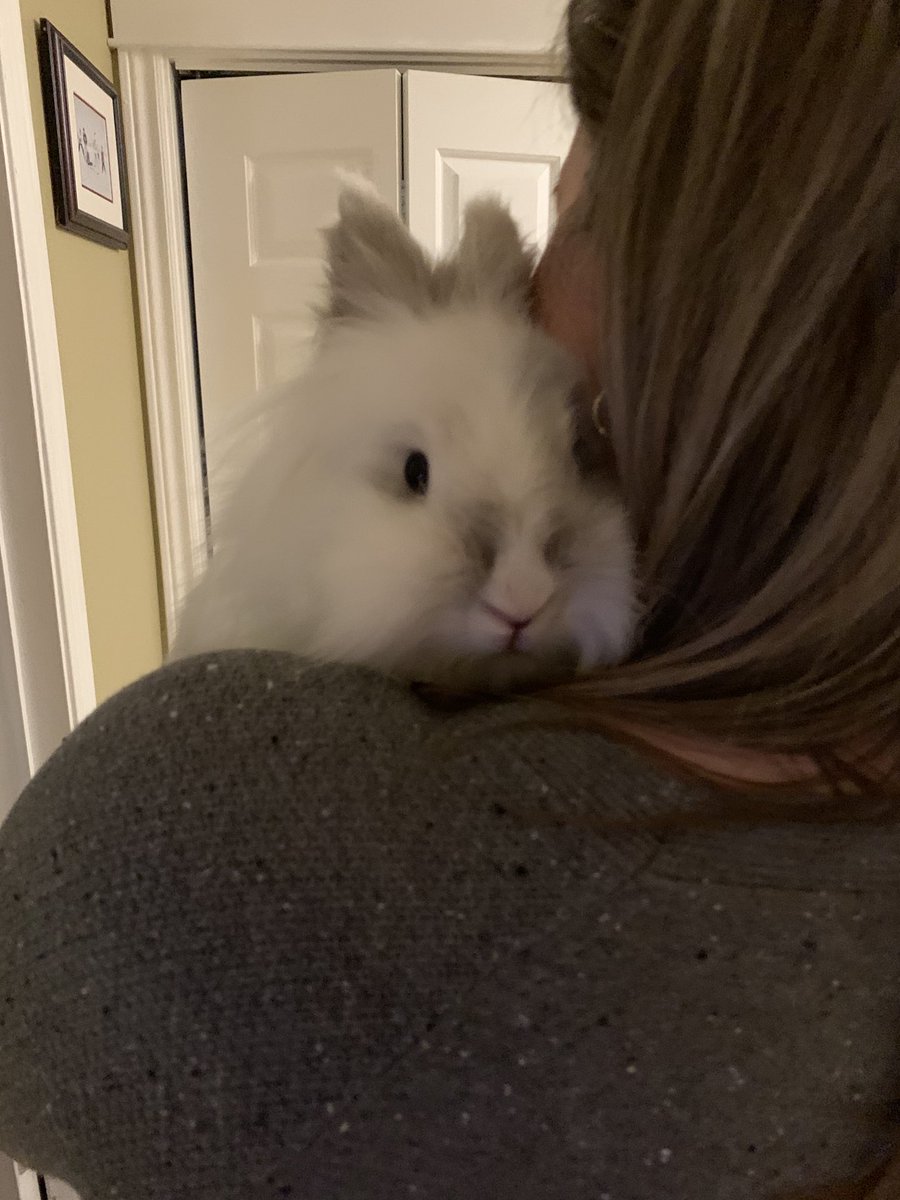 hersh_ted's tweet photo. Another #leftshoulder lover ❤️❤️❤️ #snowball #floof https://t.co/rCXnXxL9Lo
