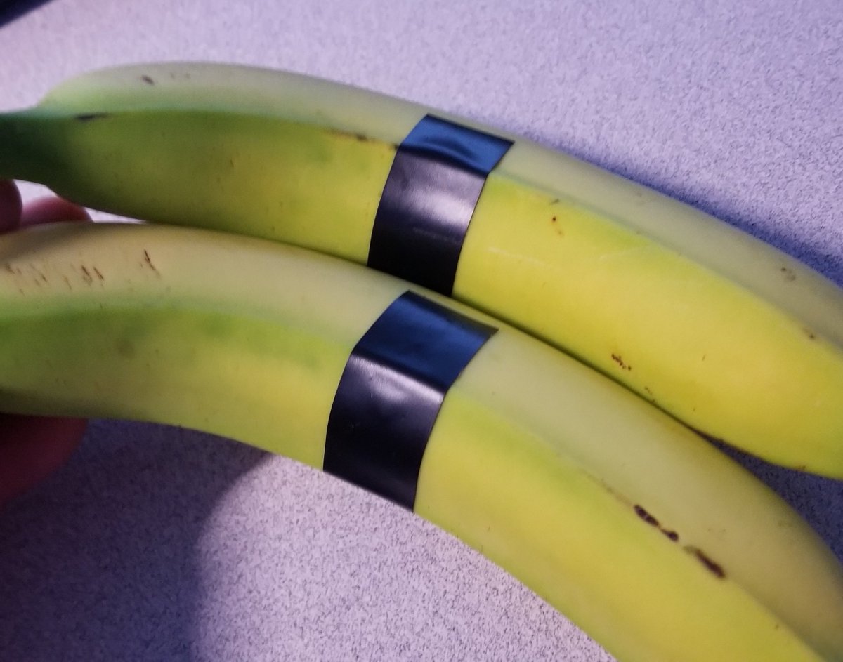 So all I need is some green bananas and electrical tape. I'm gonna stick the tape on the bananas, covering up some of the green skin, then I'll expose a banana to UV light. The other banana is the control banana, and I'll put a flashlight on it.