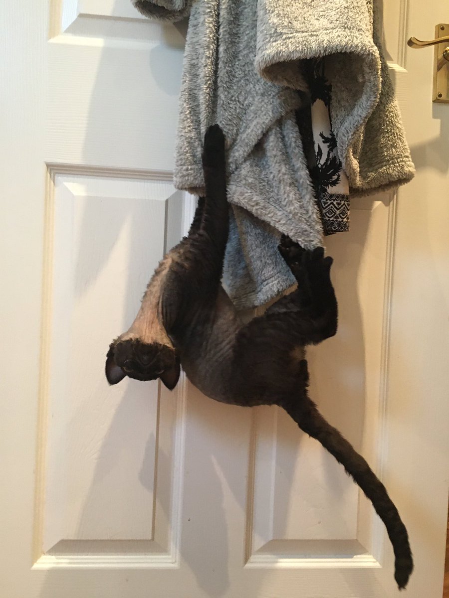 Lennyrara's tweet photo. @cox_tom I love cats that look like bats 🦇 https://t.co/LPCnruKyNf