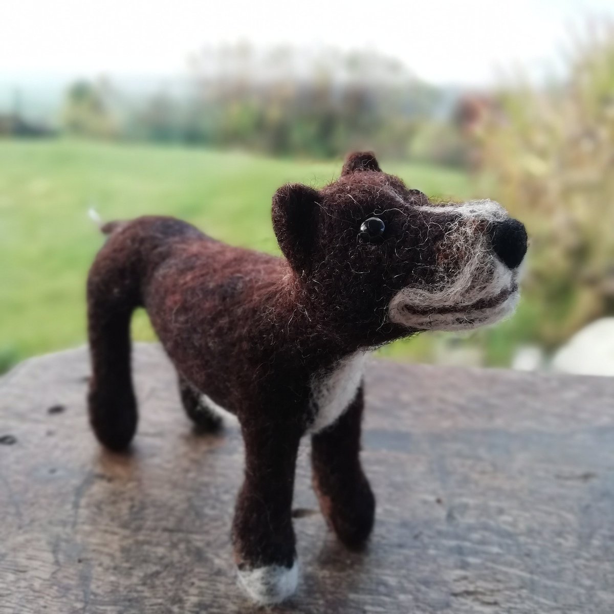 CaronCrisp's tweet photo. For a chance to win this little fella have a look at.... https://t.co/1fdbbEqVE3 https://t.co/nlD1oDwfid