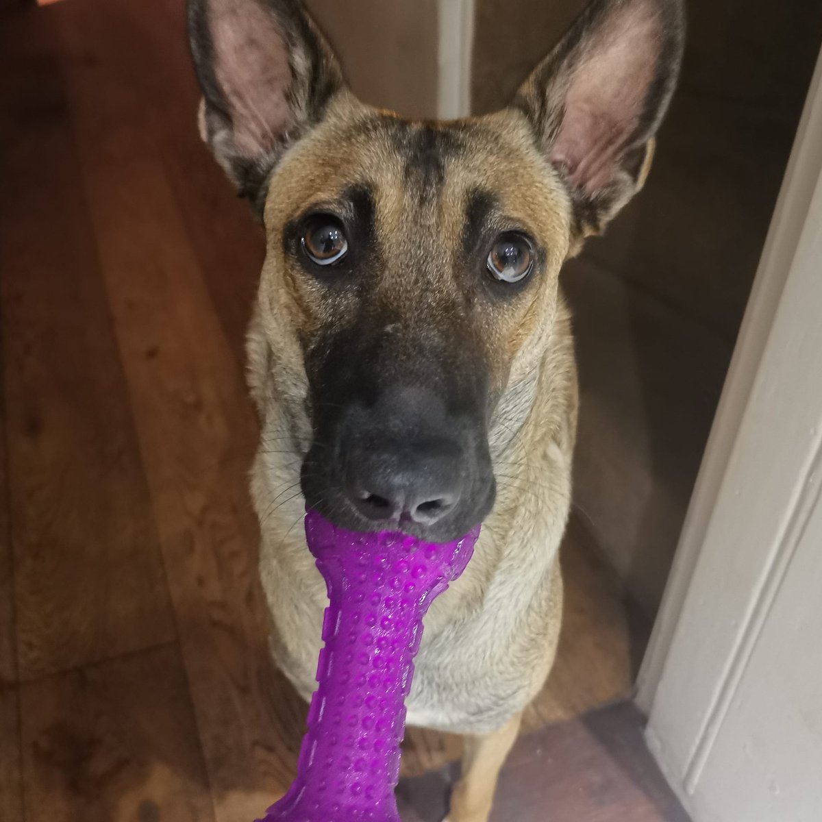 LukeWatts1's tweet photo. "Please let me go to bed with my toy..."

Busy day with the #malinois with @JessicaLake90 resulting in some tired eyes at bed time

#malinois #mansbestfriend #caninecompanion #dogsoftwitter #dog #playtimeatbedtime #nonstop #malinoisoftheday https://t.co/lvJjraV60A