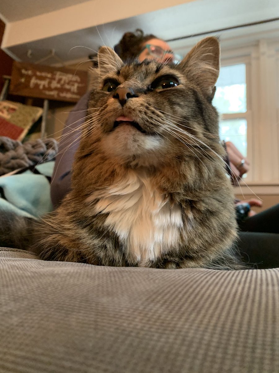 tigerweeb's tweet photo. just derping https://t.co/H6Sy9ZOTSu