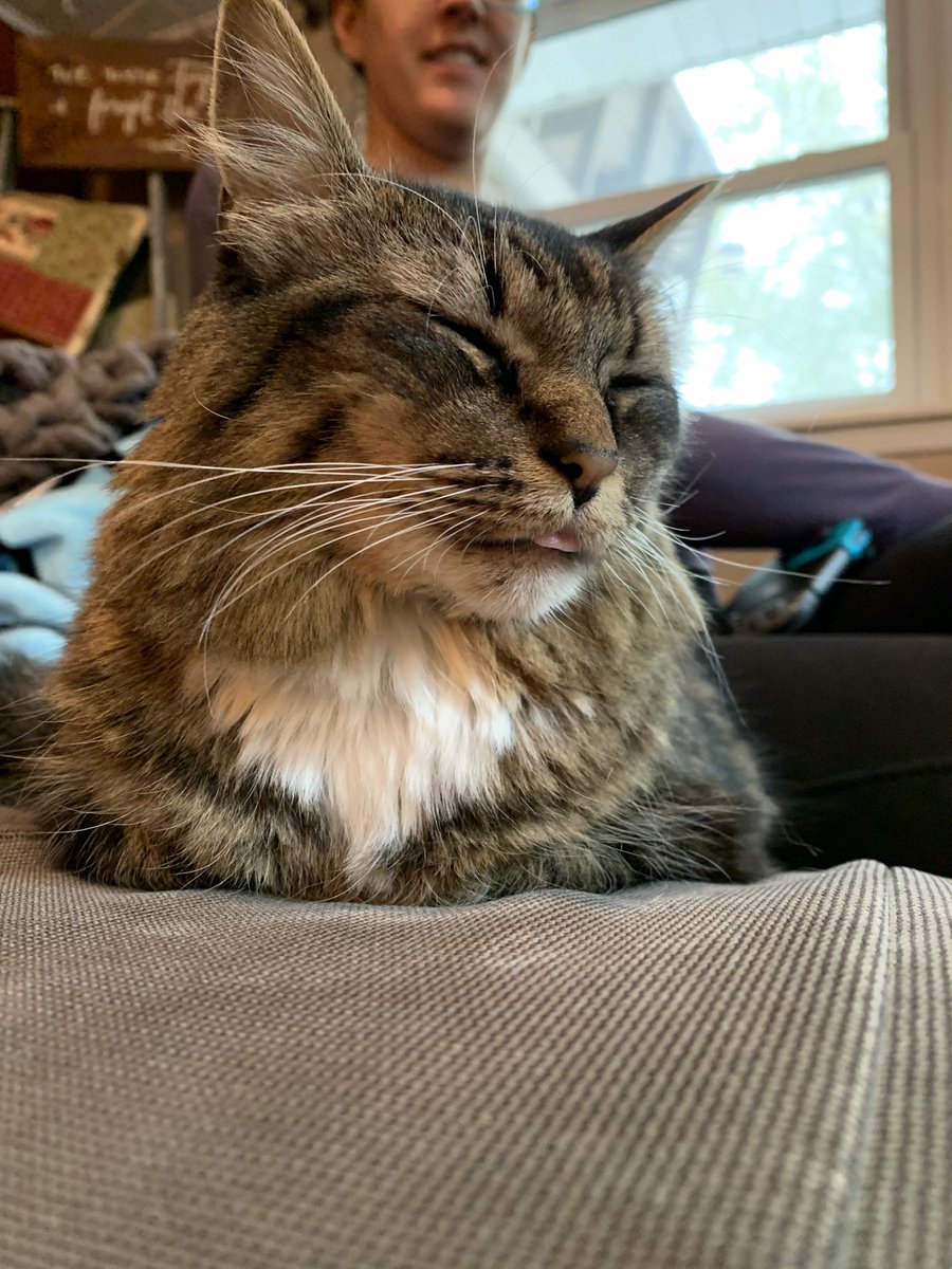 tigerweeb's tweet photo. just derping https://t.co/H6Sy9ZOTSu