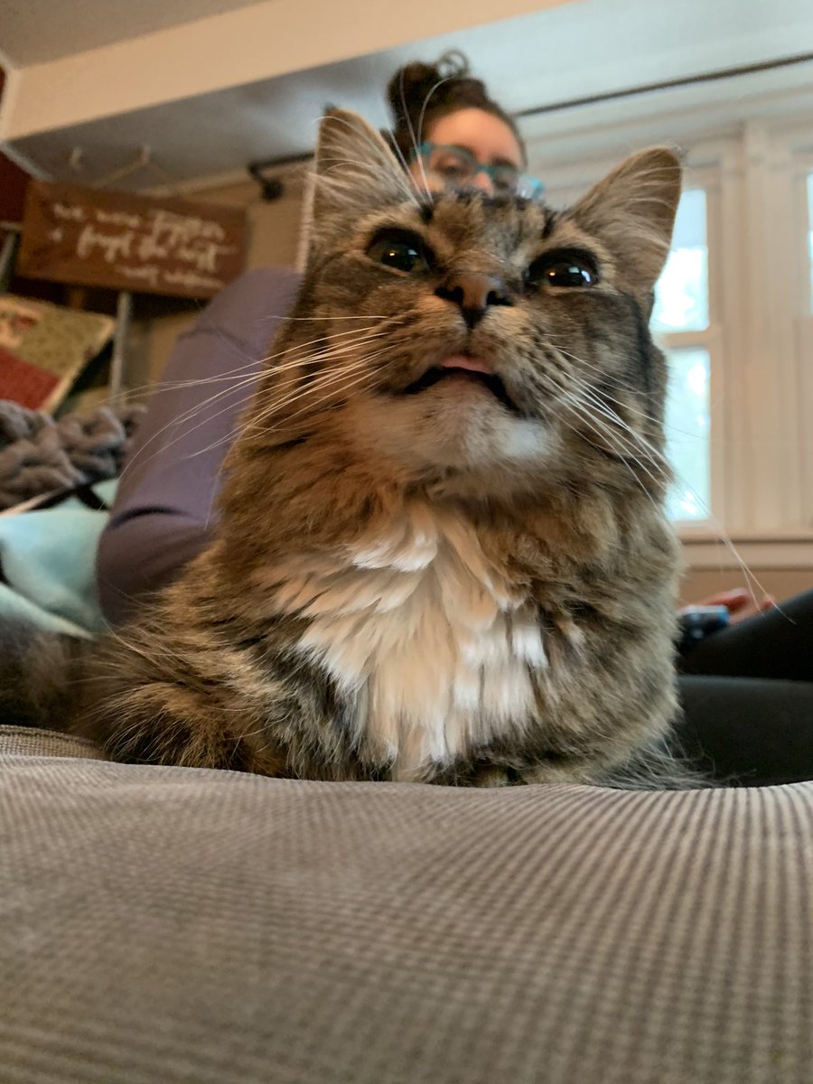 tigerweeb's tweet photo. just derping https://t.co/H6Sy9ZOTSu
