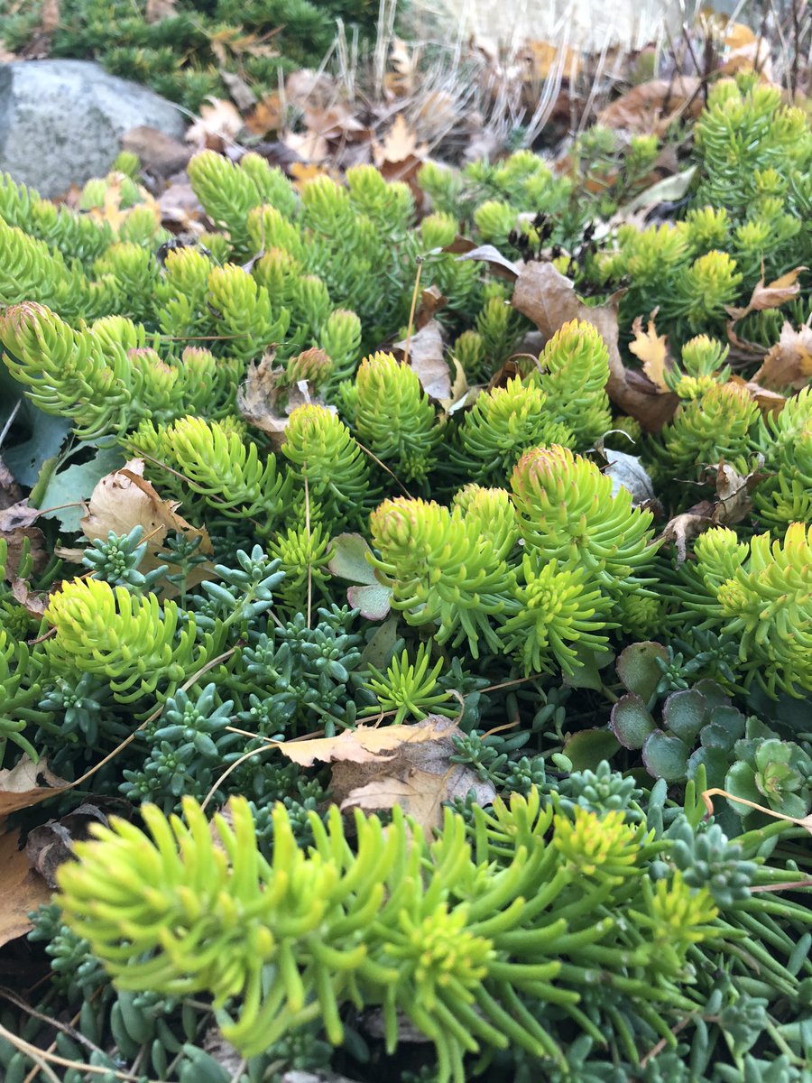 JoannaMWallace's tweet photo. Took an end of day walk through the garden before the sun sets. Even though it’s November there is still lots of #bloom20 there if you look for it. https://t.co/LOT99LUiz1
