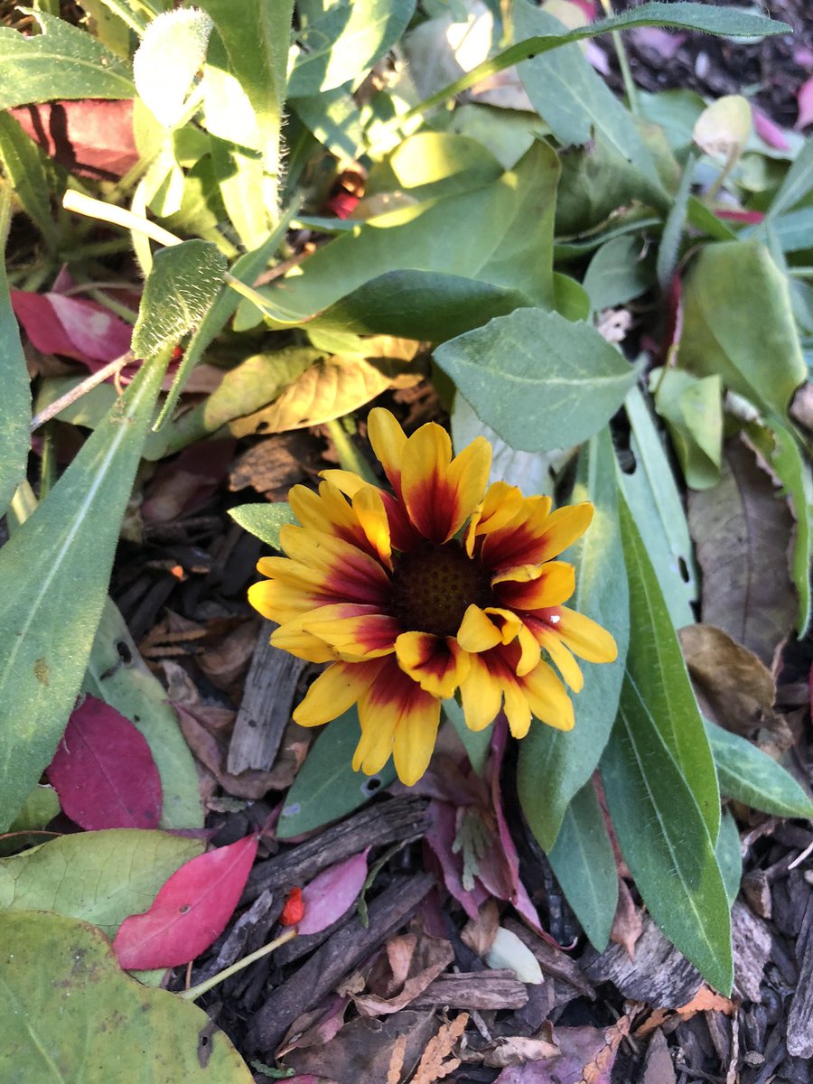 JoannaMWallace's tweet photo. Took an end of day walk through the garden before the sun sets. Even though it’s November there is still lots of #bloom20 there if you look for it. https://t.co/LOT99LUiz1