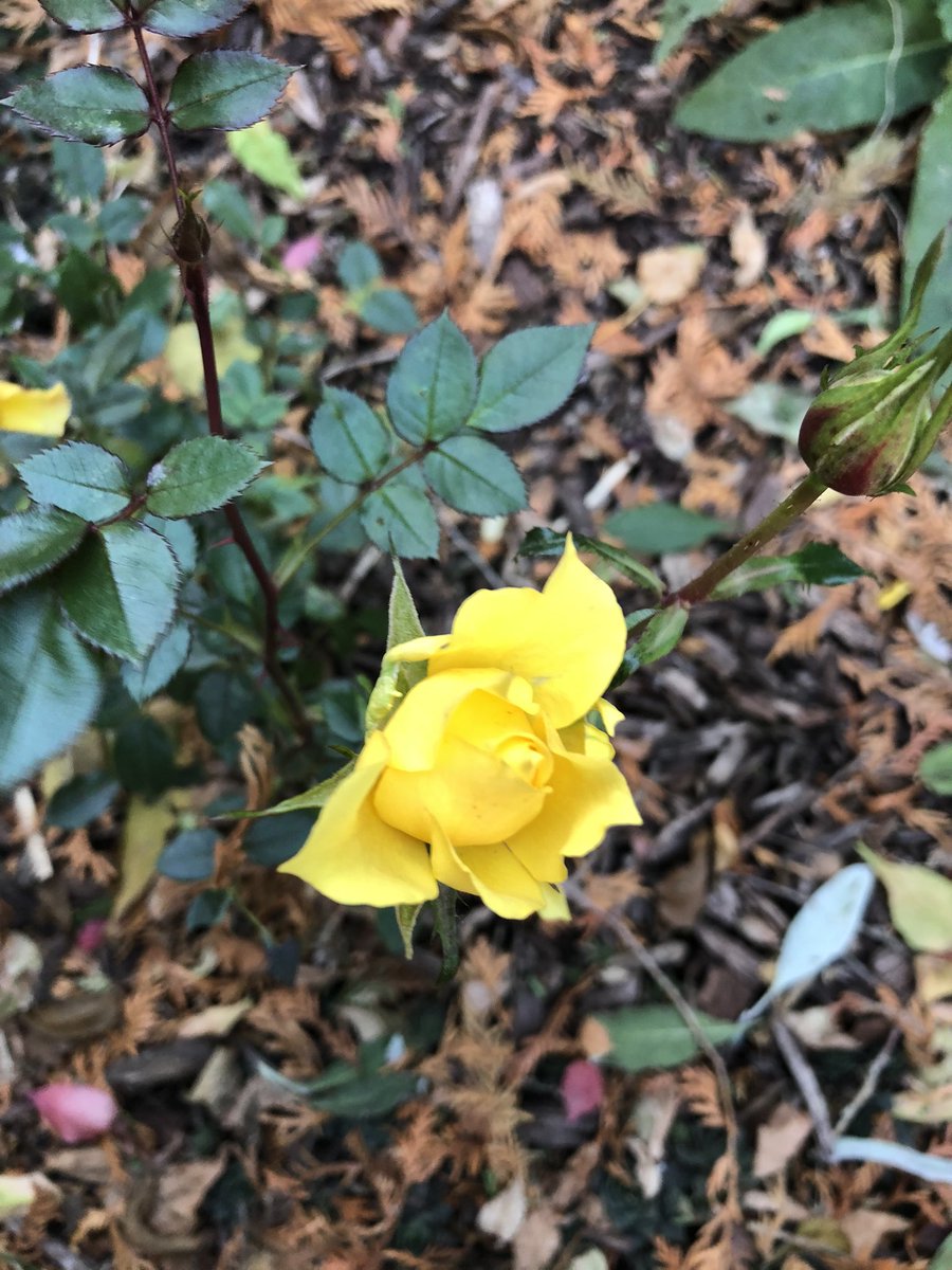 JoannaMWallace's tweet photo. Took an end of day walk through the garden before the sun sets. Even though it’s November there is still lots of #bloom20 there if you look for it. https://t.co/LOT99LUiz1