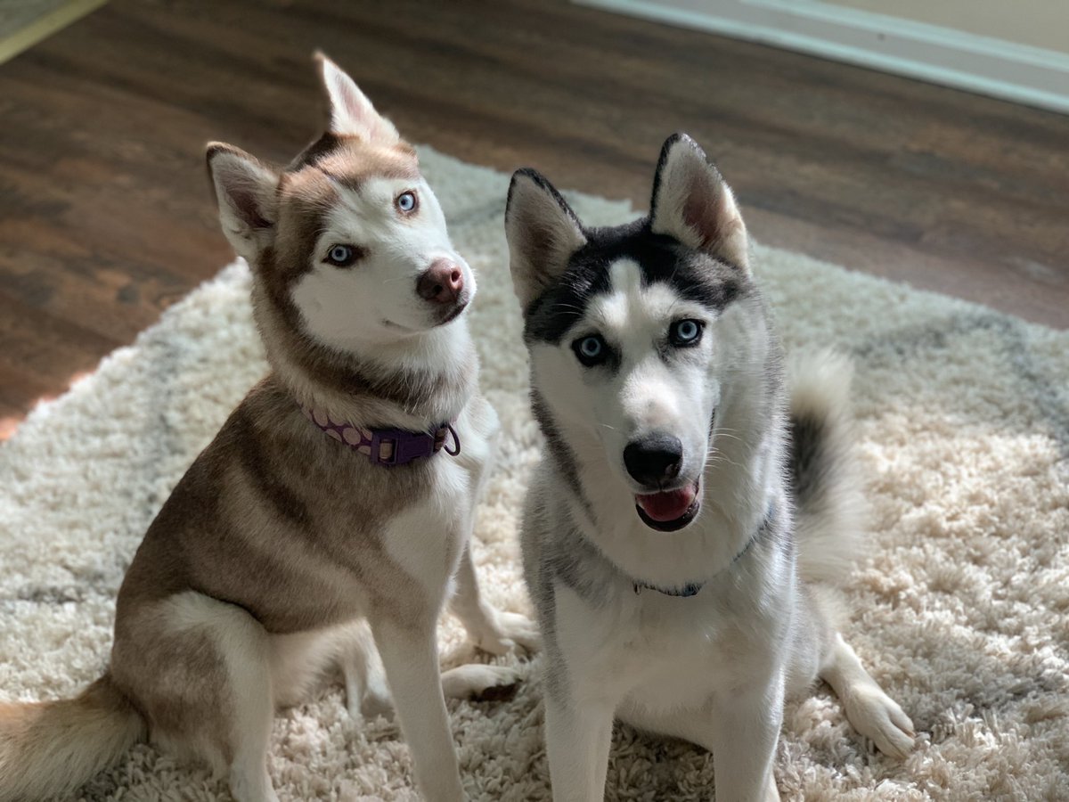 gmichelle144's tweet photo. @enews Rosie and Loki https://t.co/nXgNPpweH2