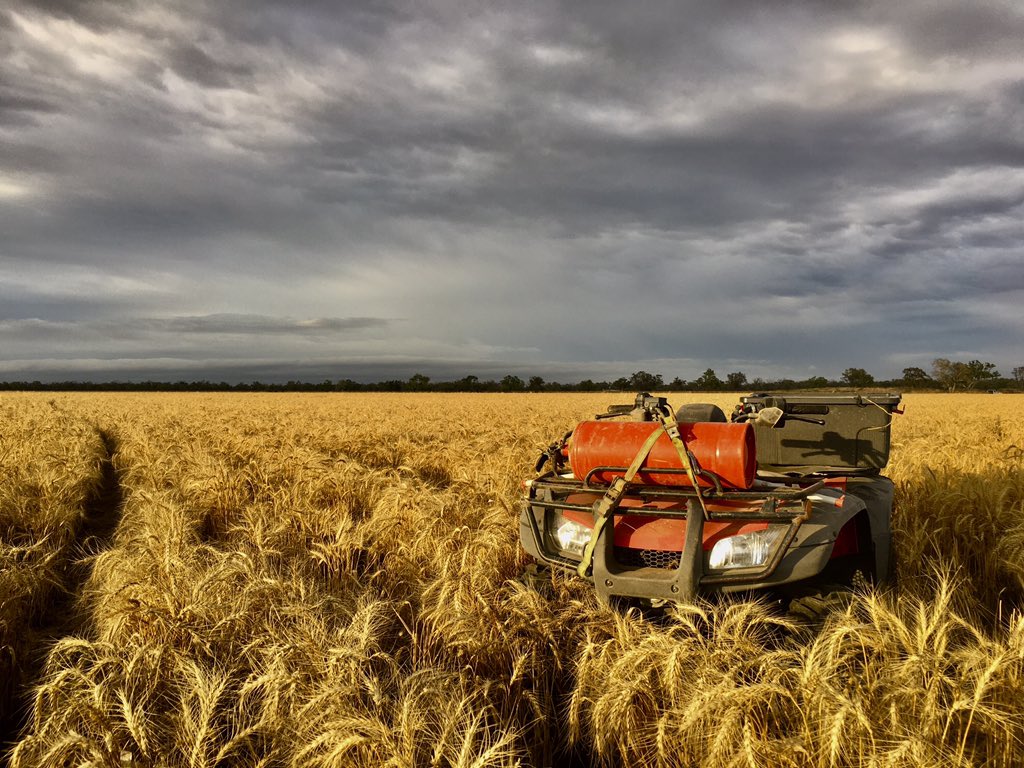 Marty Colbert tweet media