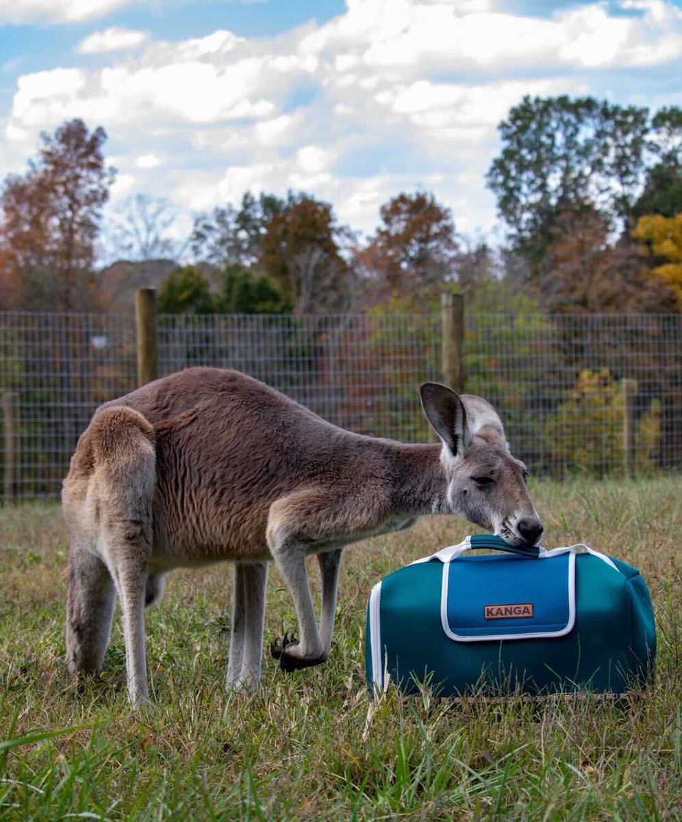 Kanga Coolers tweet media