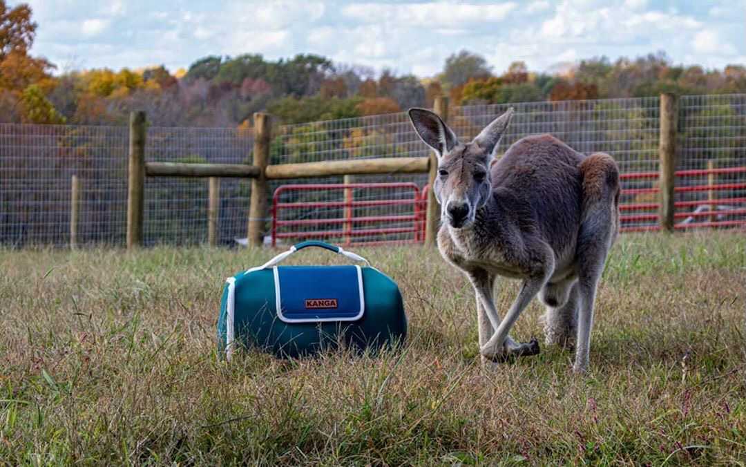 Kanga Coolers tweet media