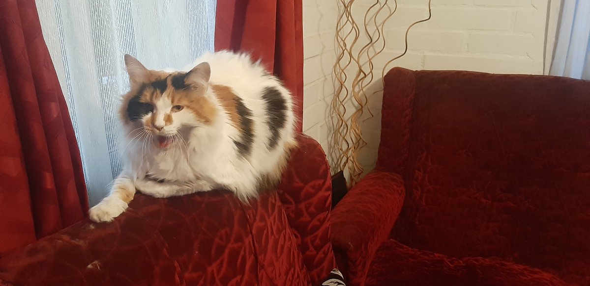 Nyklas12's tweet photo. @GorditosGatitos https://t.co/nRs4FbMlDB
