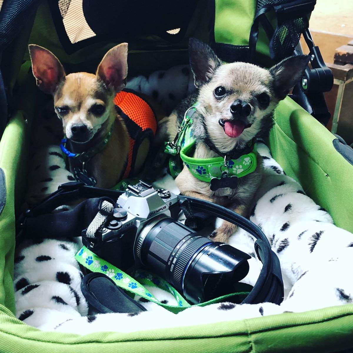RanchoDoggo's tweet photo. Sorry it has been so long since we posted! So much has been going on! We have so many exciting announcements coming up! In the meantime #weewing & #weefig are at the horse show today! #ranchodoggo #weepups #savorysprinkles #tinydogs #horseshow #equestrianlife #dogsathorseshows https://t.co/l4MNgGPAt1